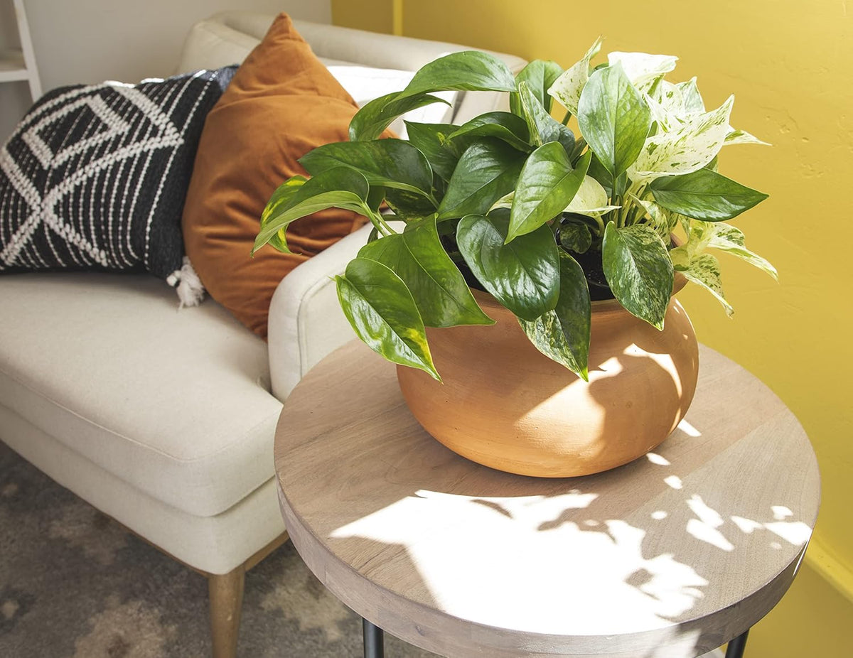 4PK Pothos and Snake Plants Indoor Houseplants W131