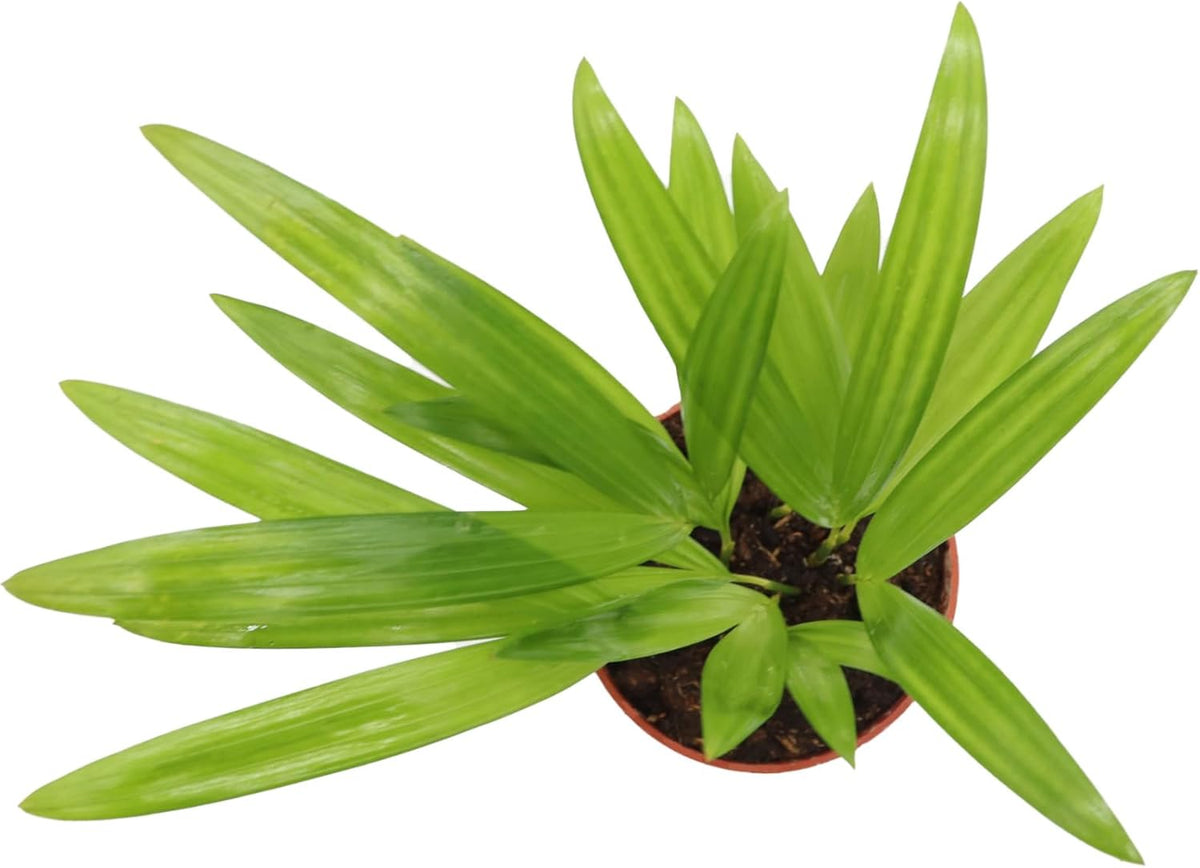 4 inch Areca Palm X94672