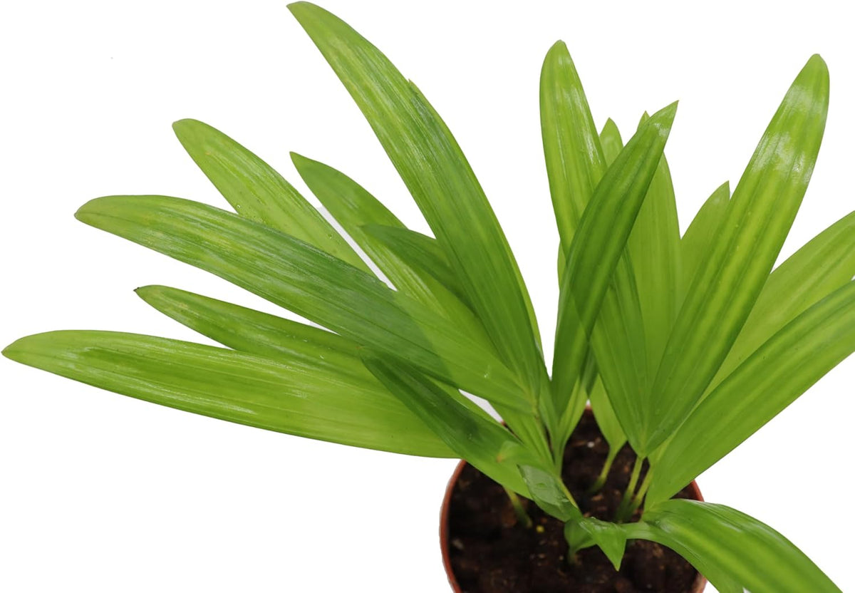 4 inch Areca Palm X94672