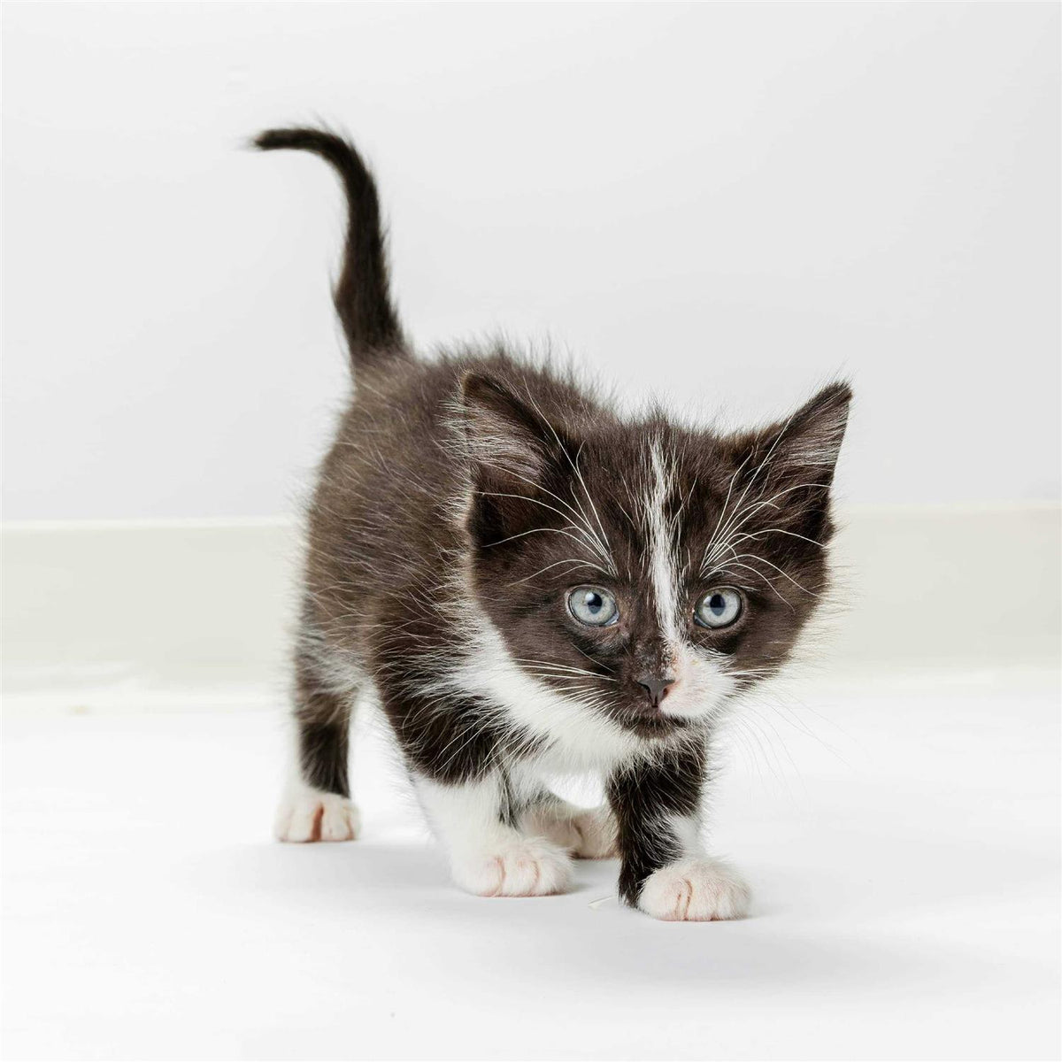 High Calorie Gel for Cats Q447090
