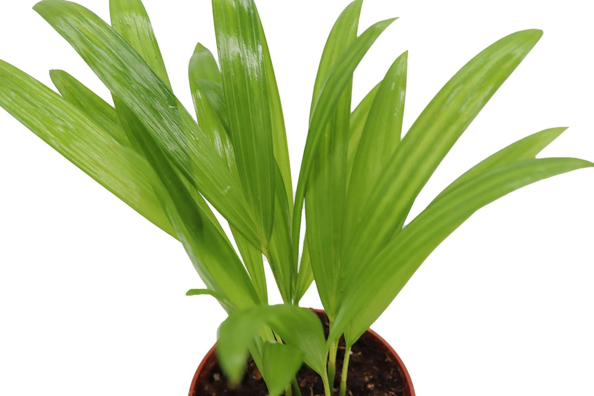 4 inch Areca Palm X94672
