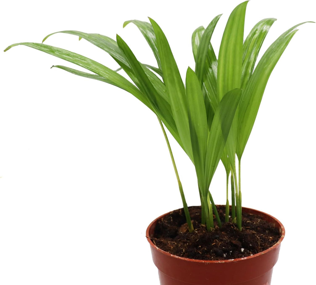 4 inch Areca Palm X94672