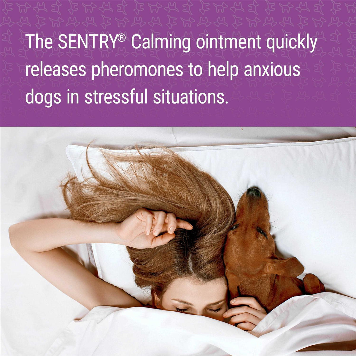 Calming Ointment for Dogs J12577