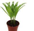 4 inch Areca Palm X94672