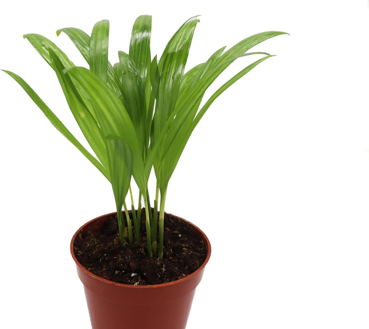 4 inch Areca Palm X94672