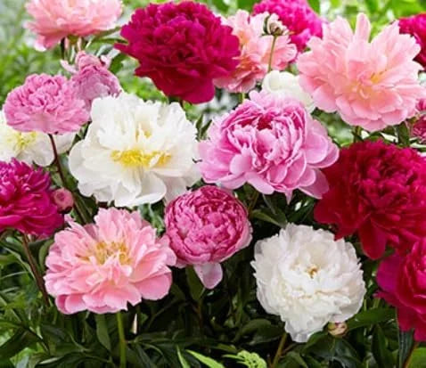 Mixed Color Peony Roots 10 Plants D223