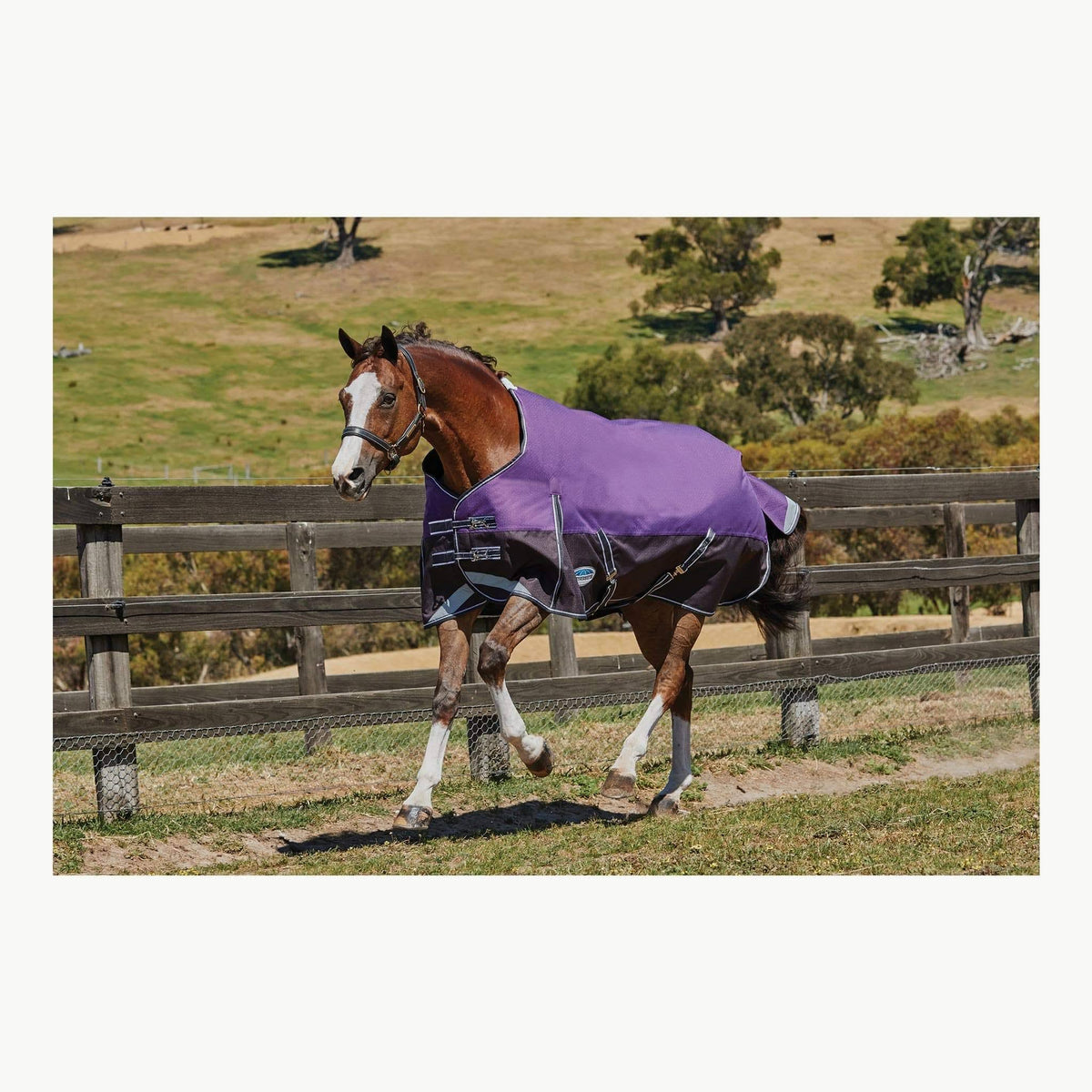 Purple Medium Lite Standard Neck Horse Blanket U8556
