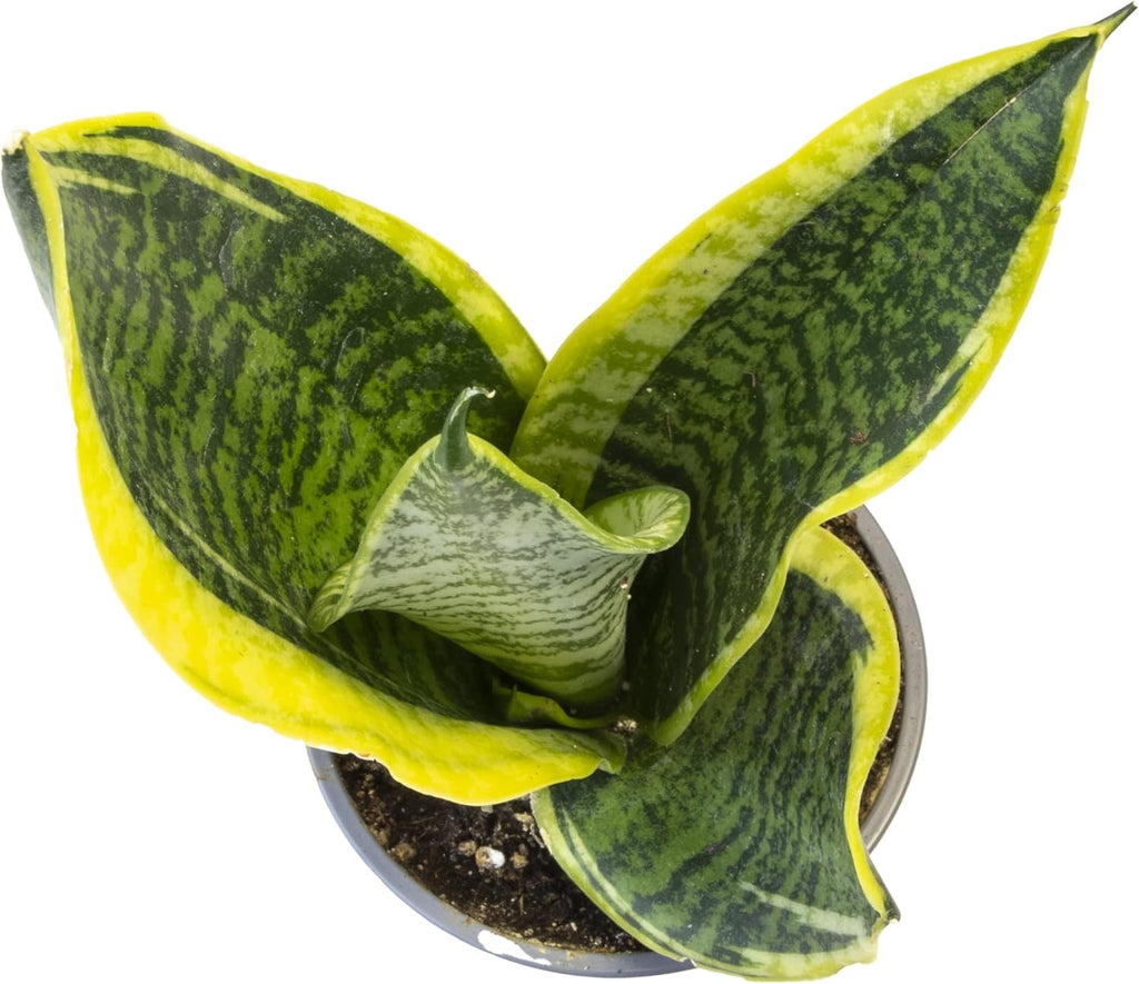 4PK Pothos and Snake Plants Indoor Houseplants W131