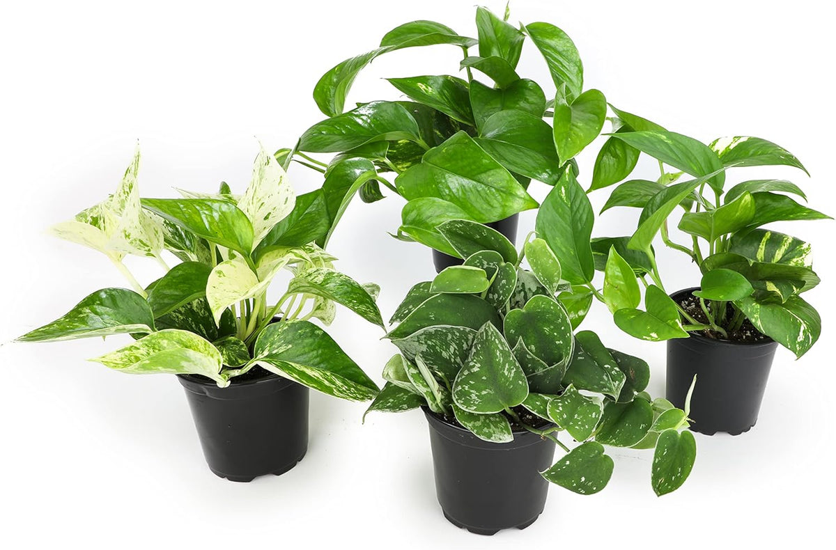 4PK Pothos and Snake Plants Indoor Houseplants W131
