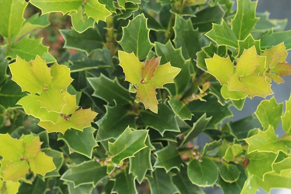 Oak Leaf Holly O42971