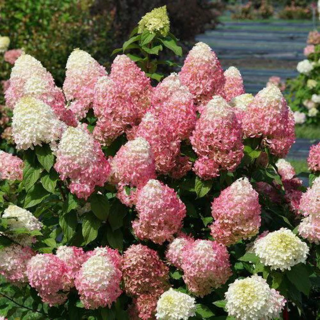 Panicle Hydrangea V494