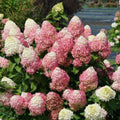 Panicle Hydrangea V494