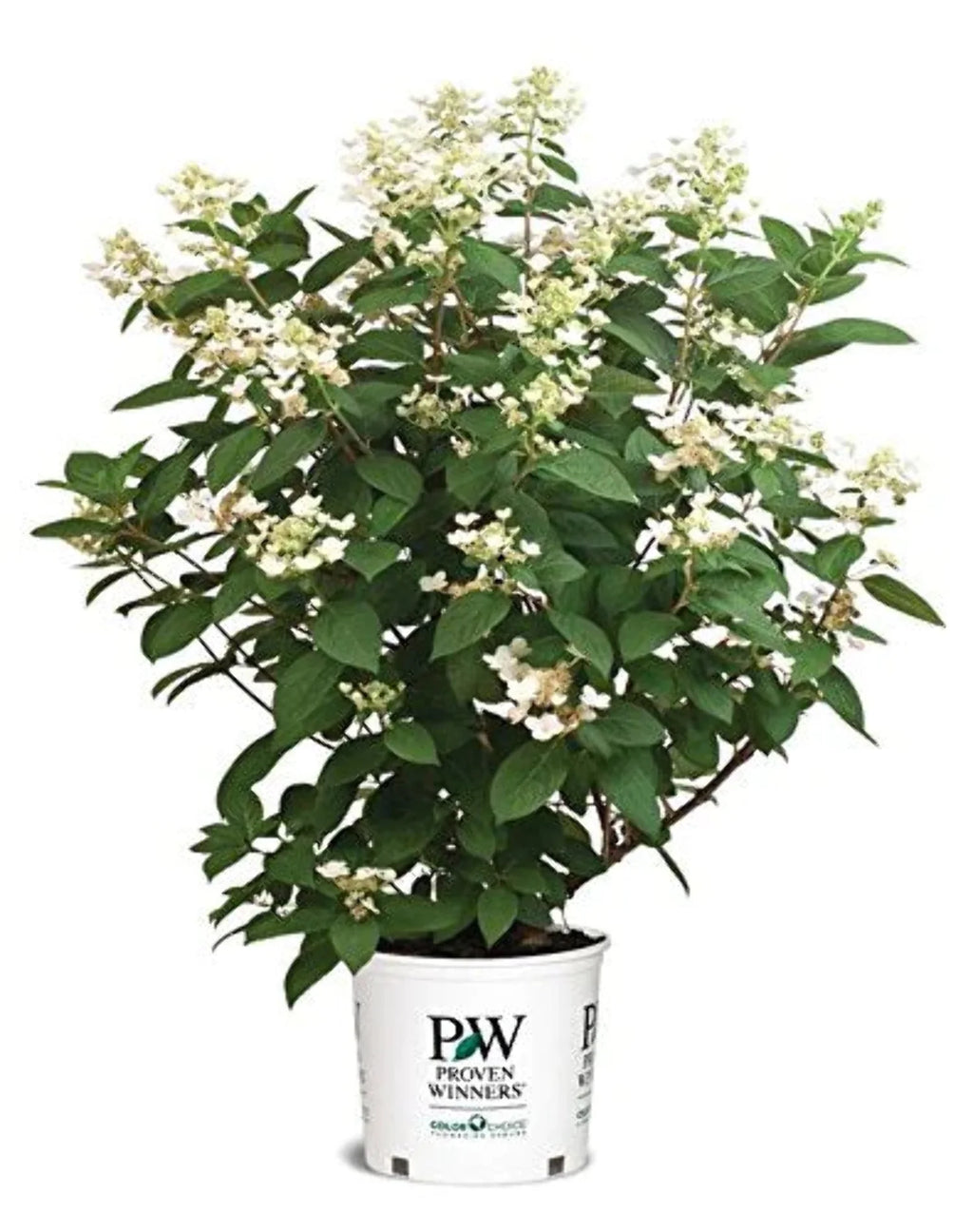 Panicle Hydrangea V494