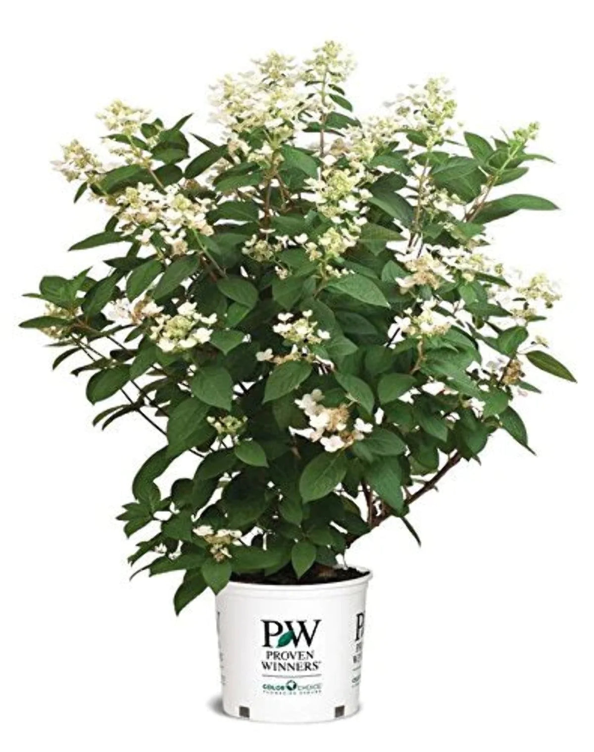 Panicle Hydrangea V494