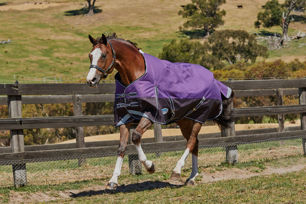 Purple Medium Lite Standard Neck Horse Blanket U8556