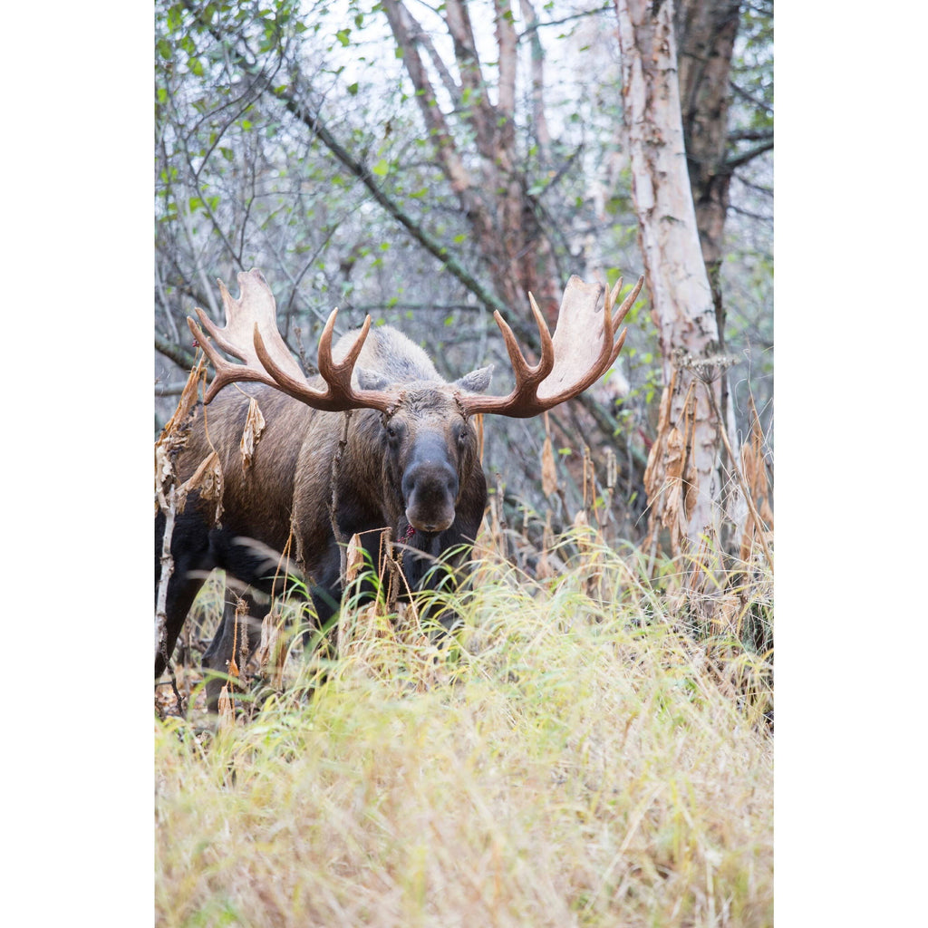 Moose Game Call T823950