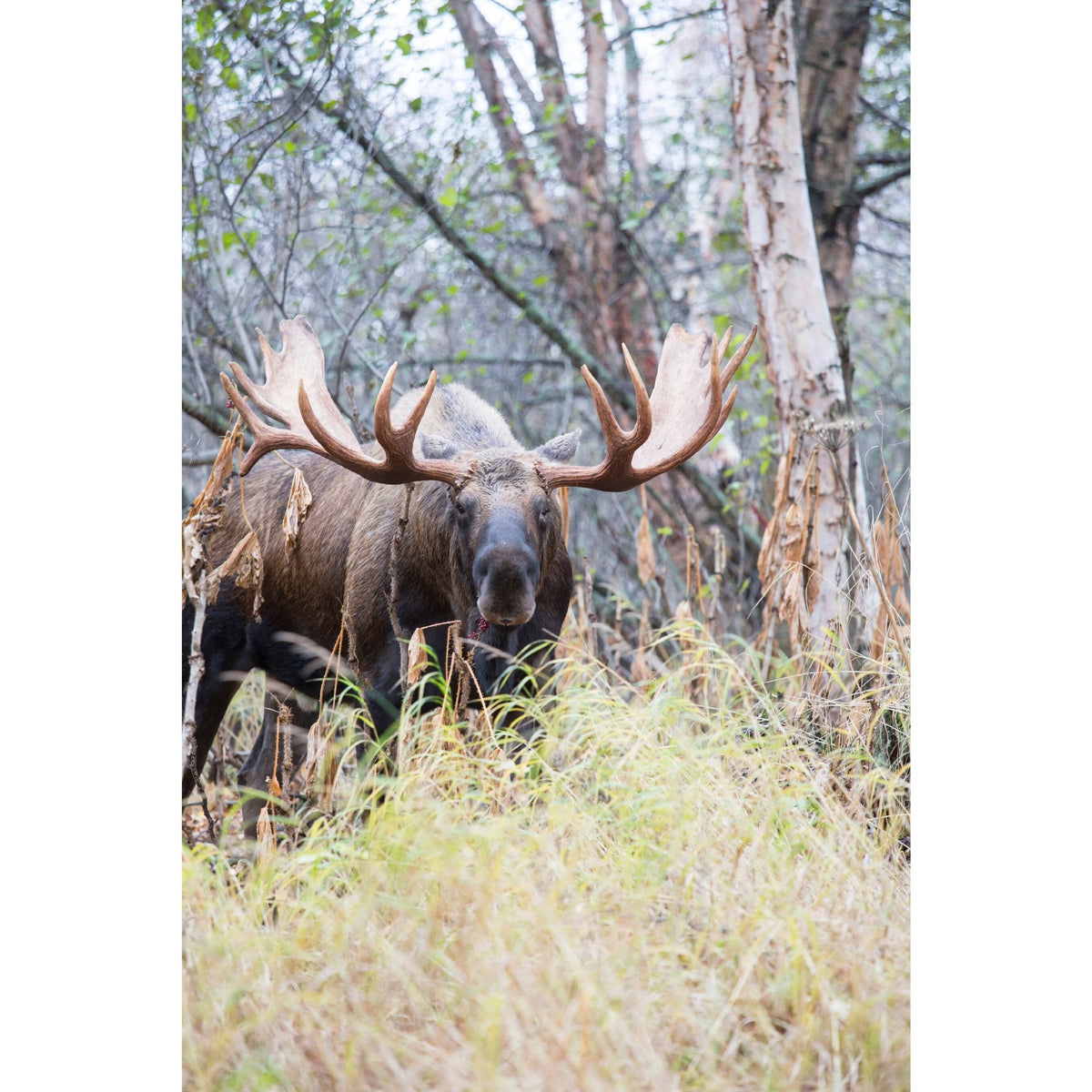 Moose Game Call T823950