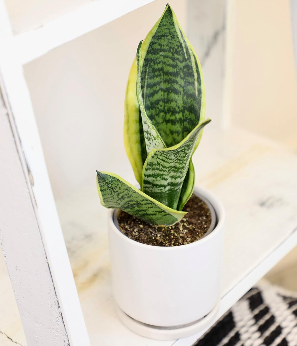 4PK Pothos and Snake Plants Indoor Houseplants W131