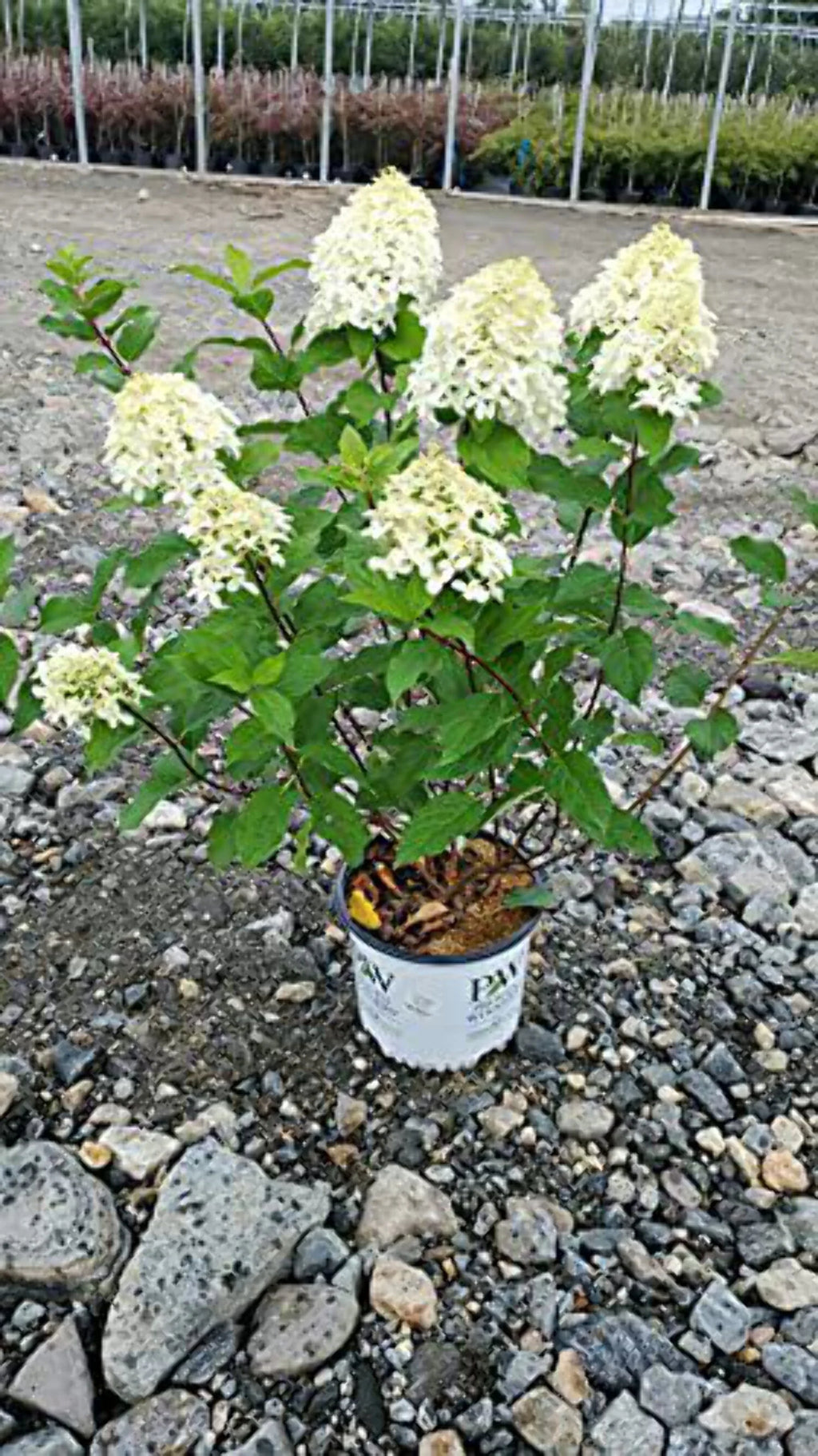 Panicle Hydrangea V494