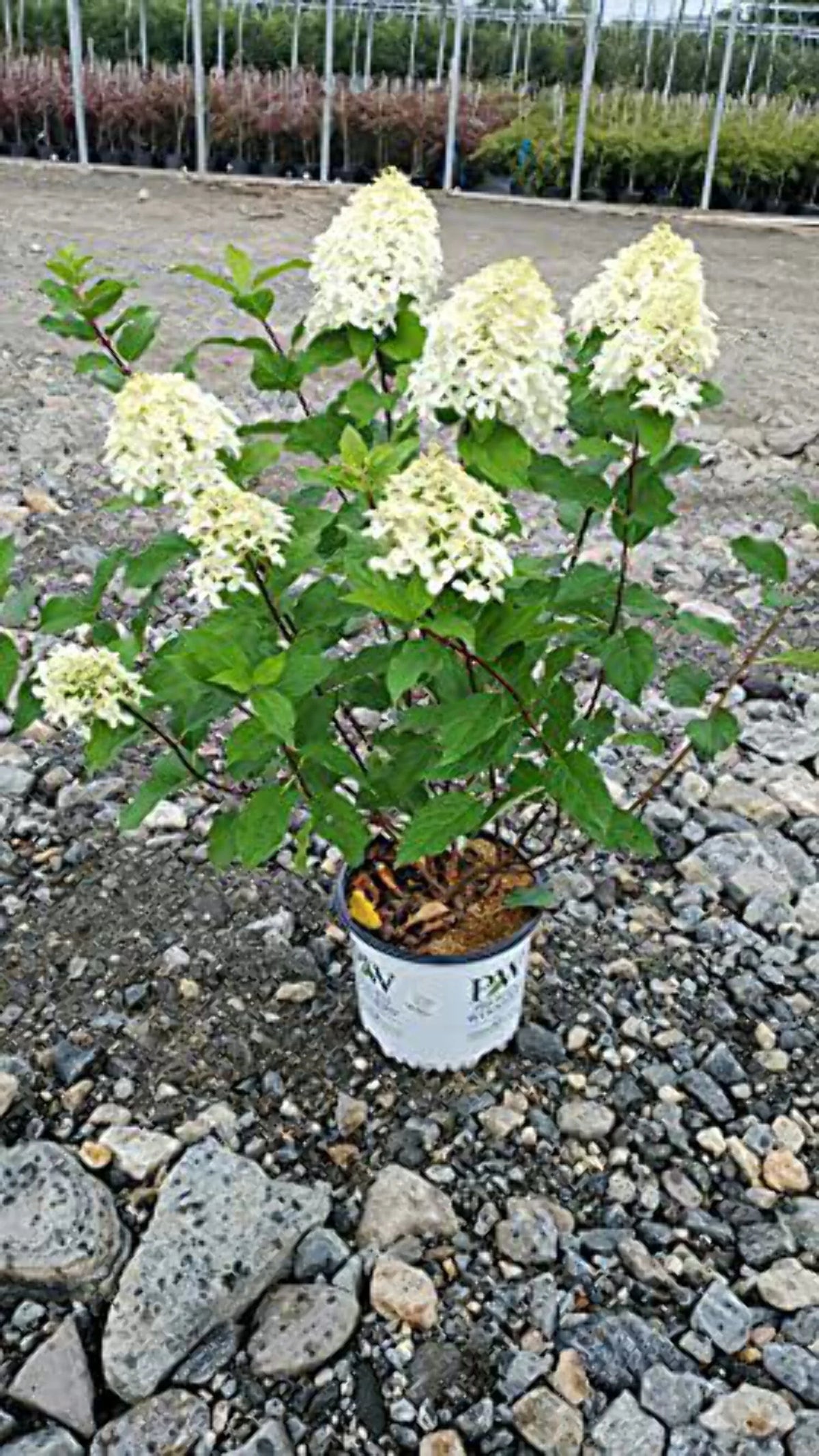 Panicle Hydrangea V494