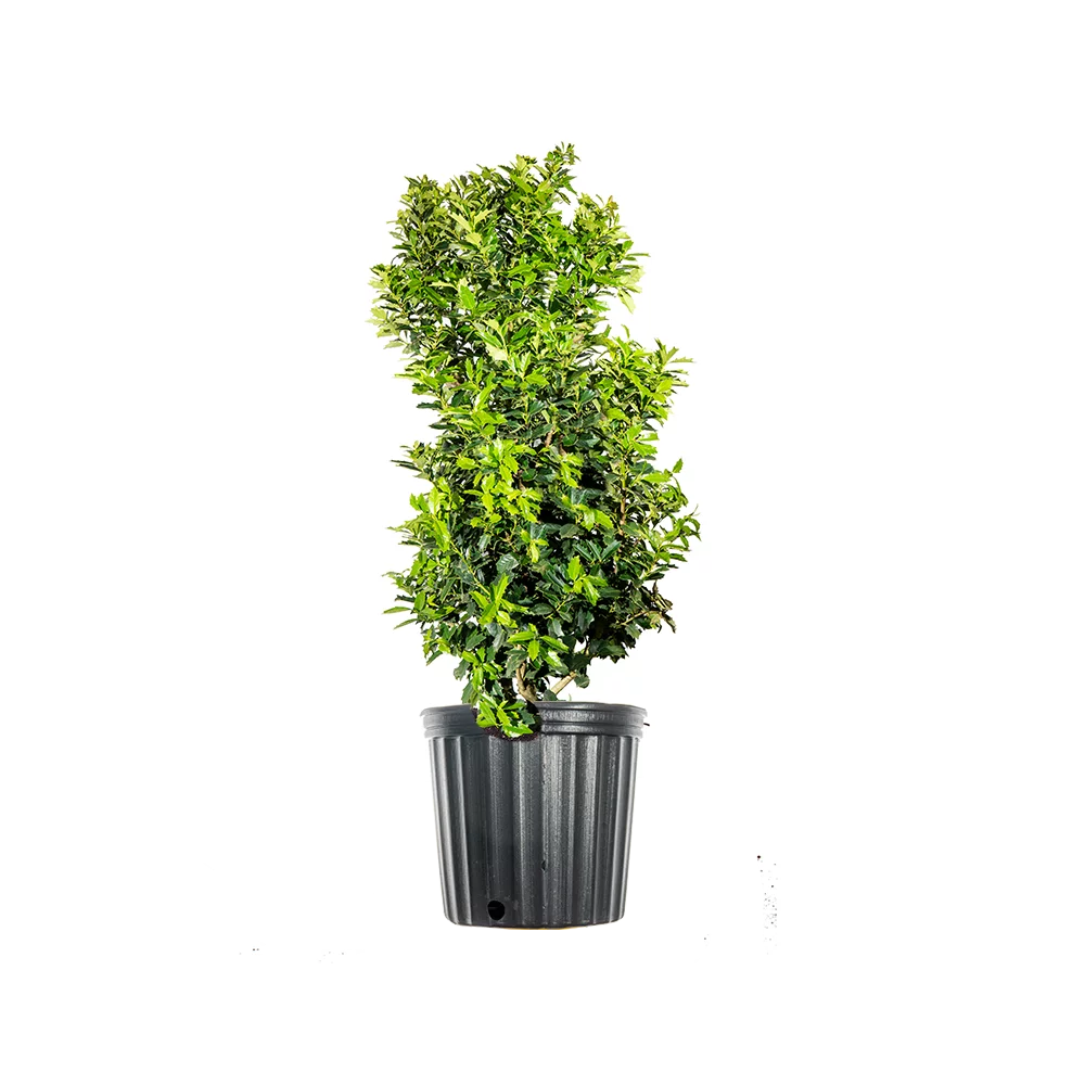 Oak Leaf Holly O42971
