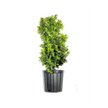 Oak Leaf Holly O42971