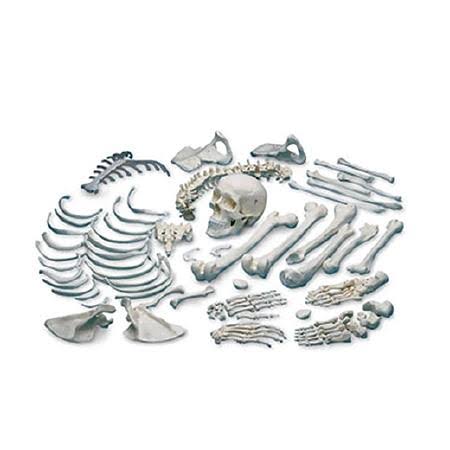 Disarticulated Human Skeleton M135832