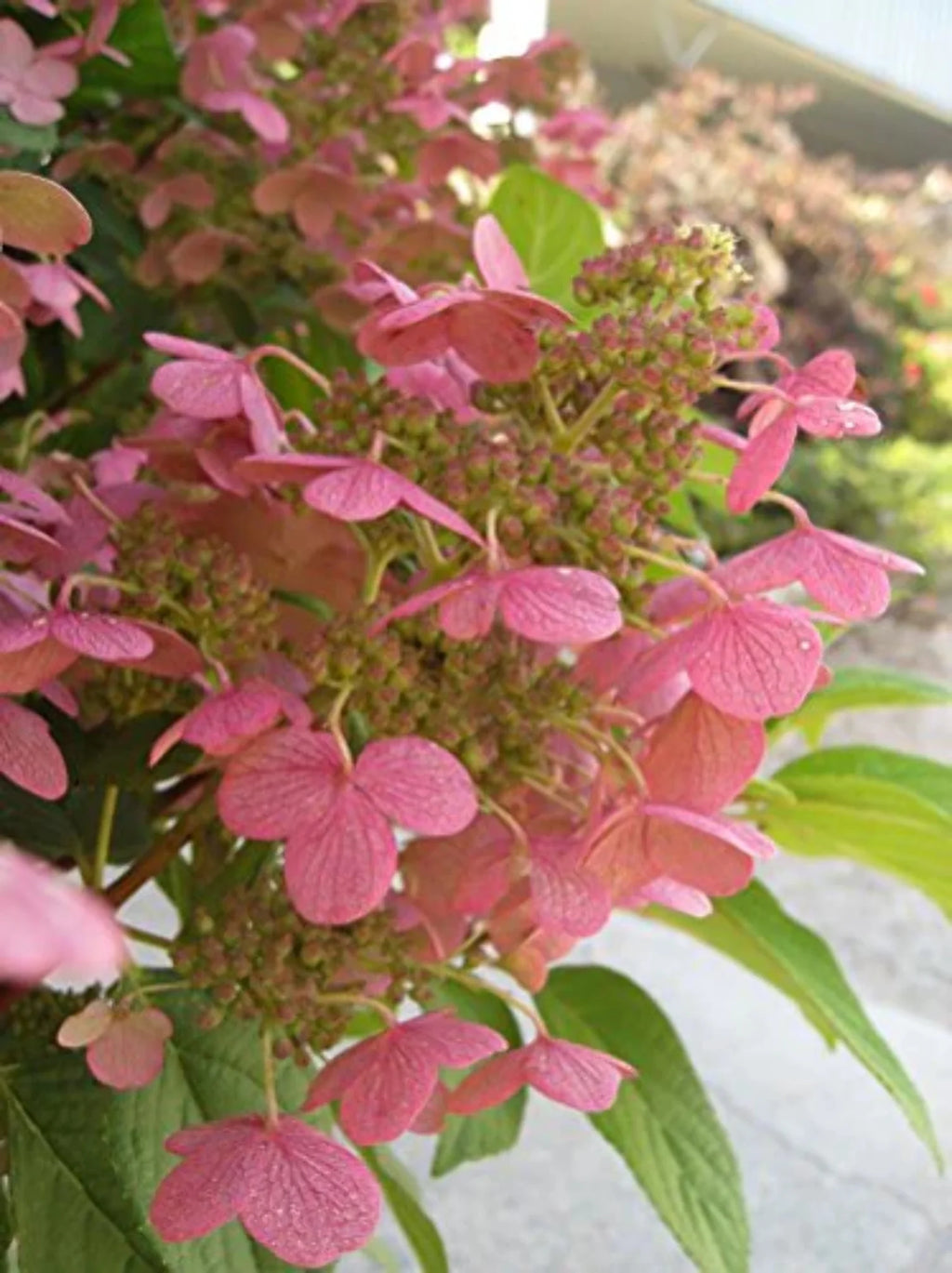 Panicle Hydrangea V494