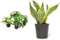 4PK Pothos and Snake Plants Indoor Houseplants W131