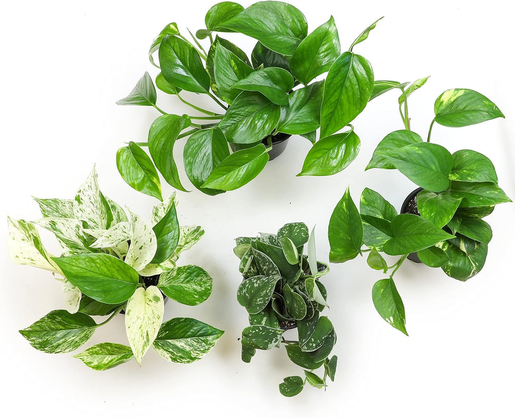 4PK Pothos and Snake Plants Indoor Houseplants W131