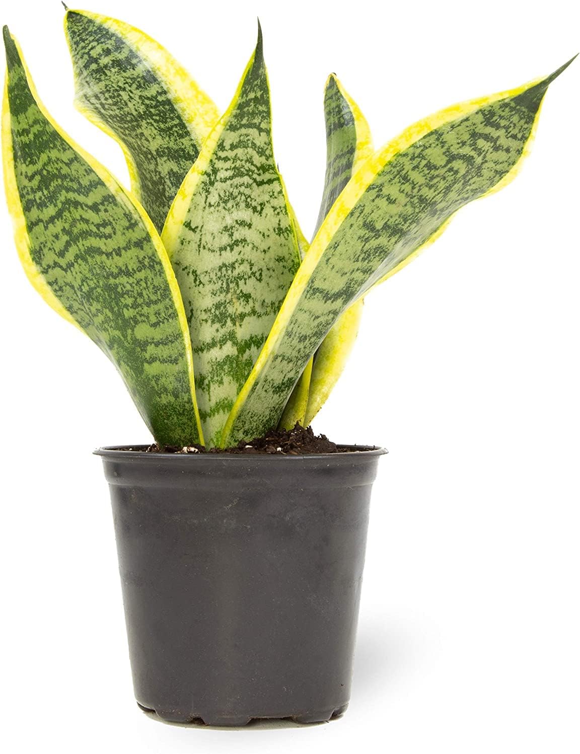 4PK Pothos and Snake Plants Indoor Houseplants W131