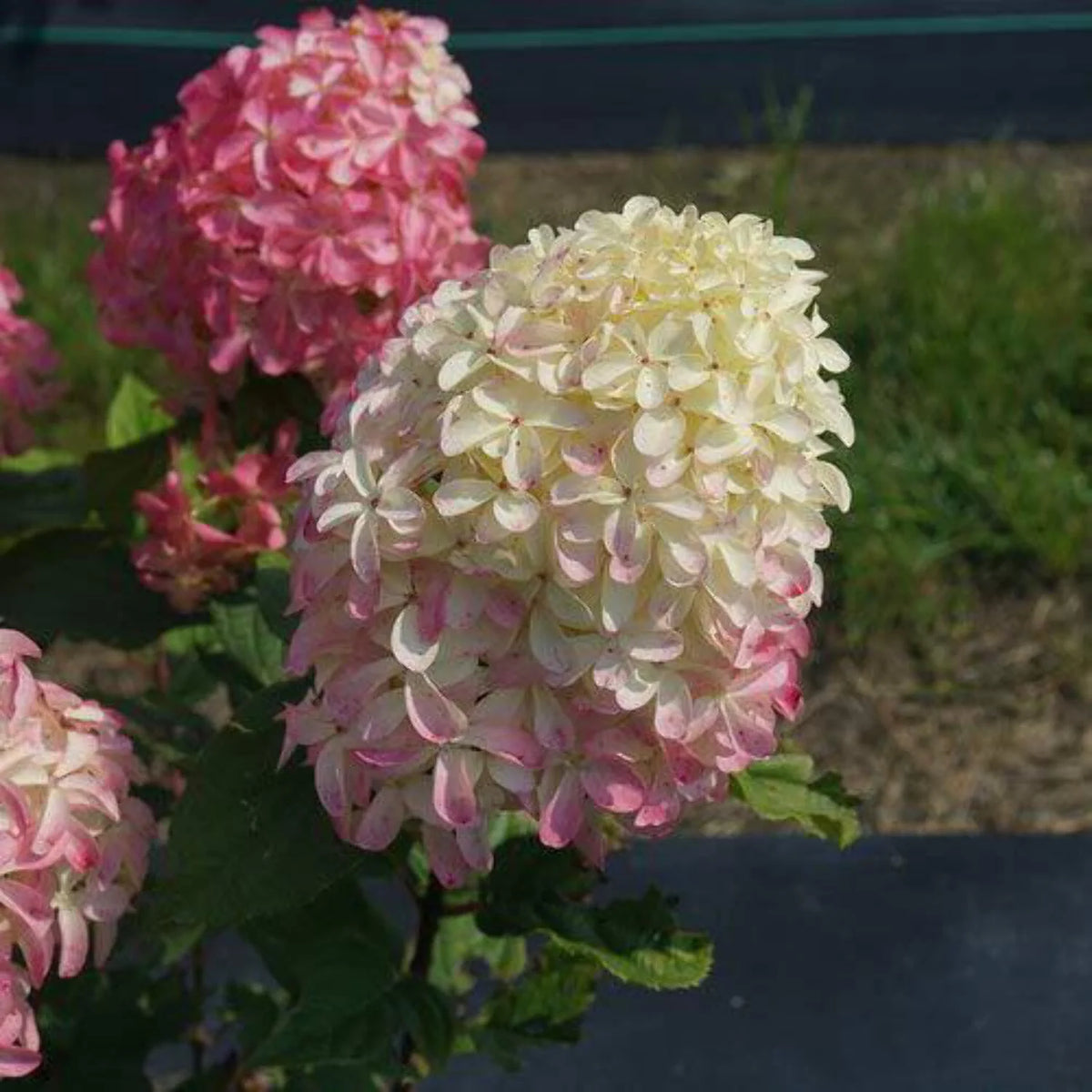 Panicle Hydrangea V494