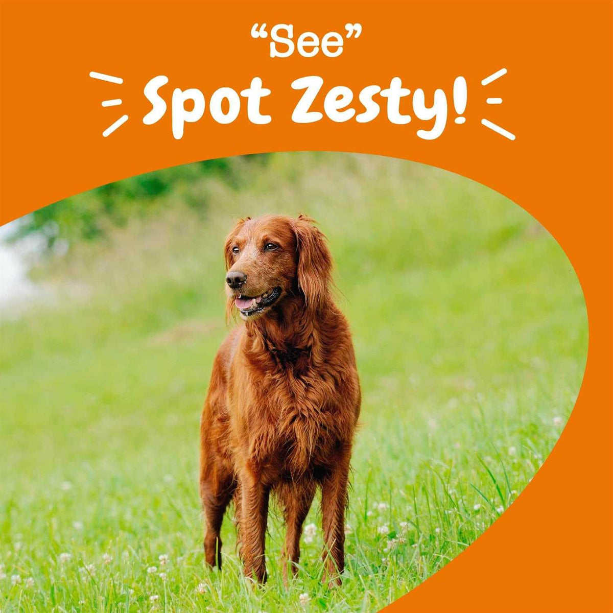 Senior Advanced Vision Bites for Dogs R57873