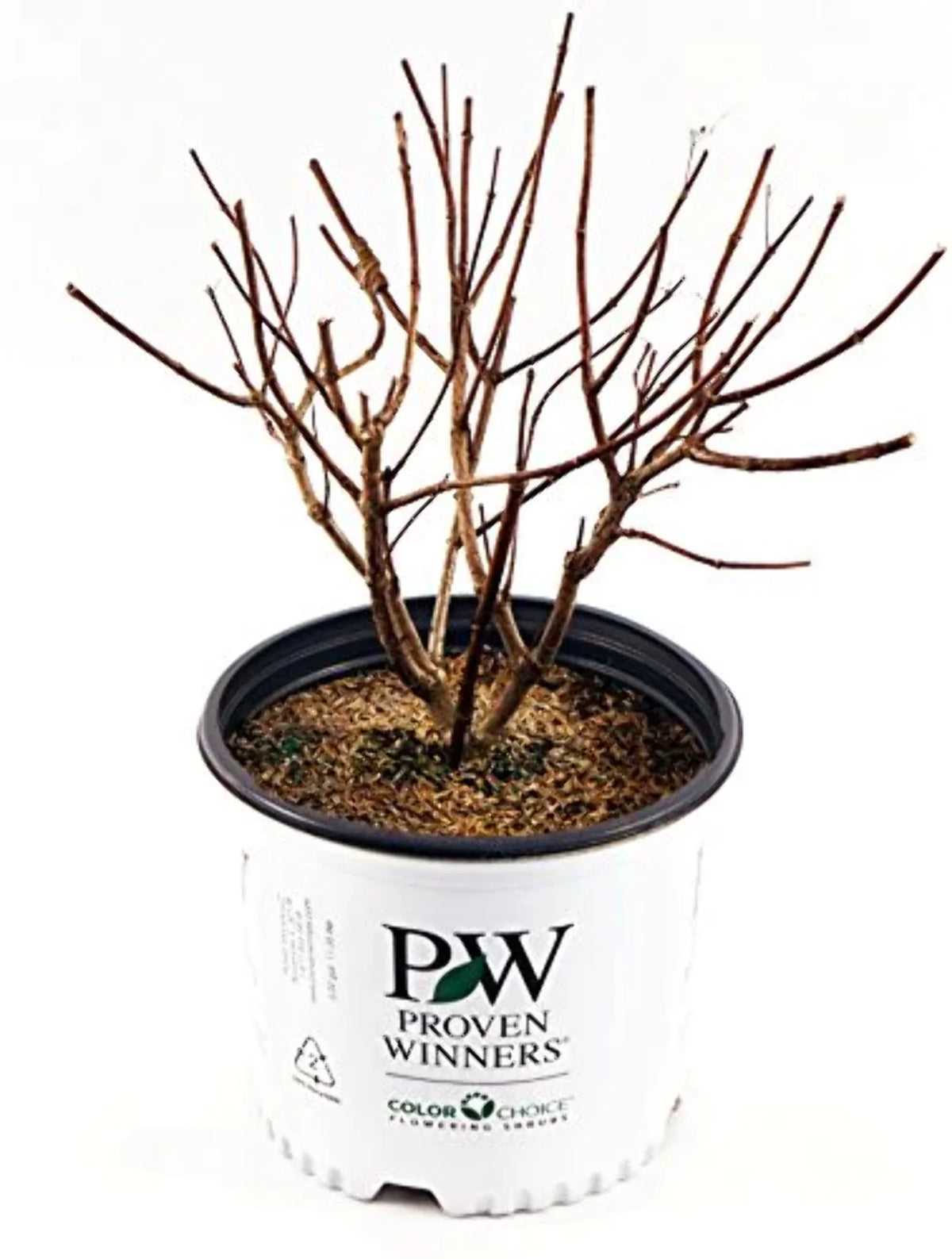 Panicle Hydrangea V494