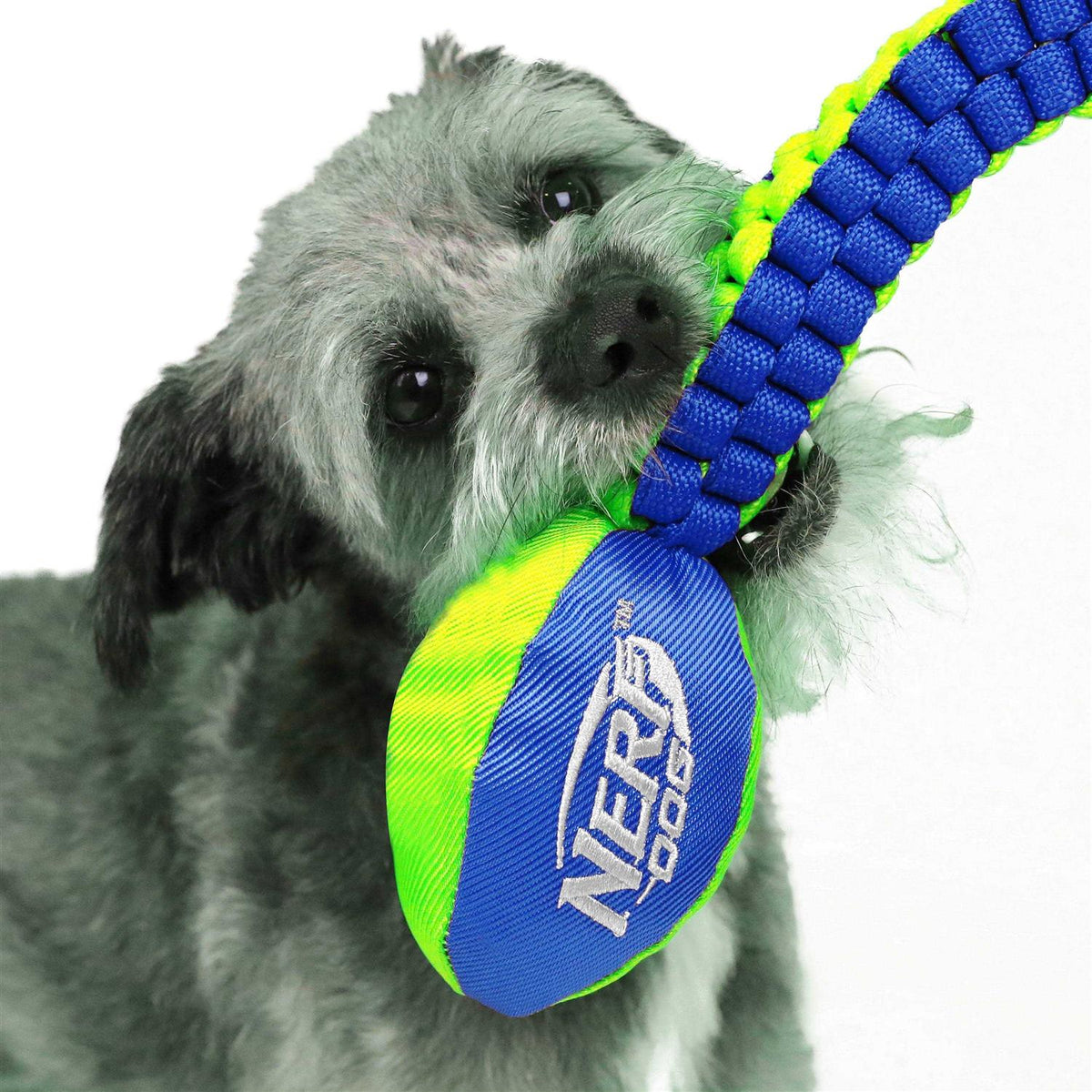 Dog Toy D484580