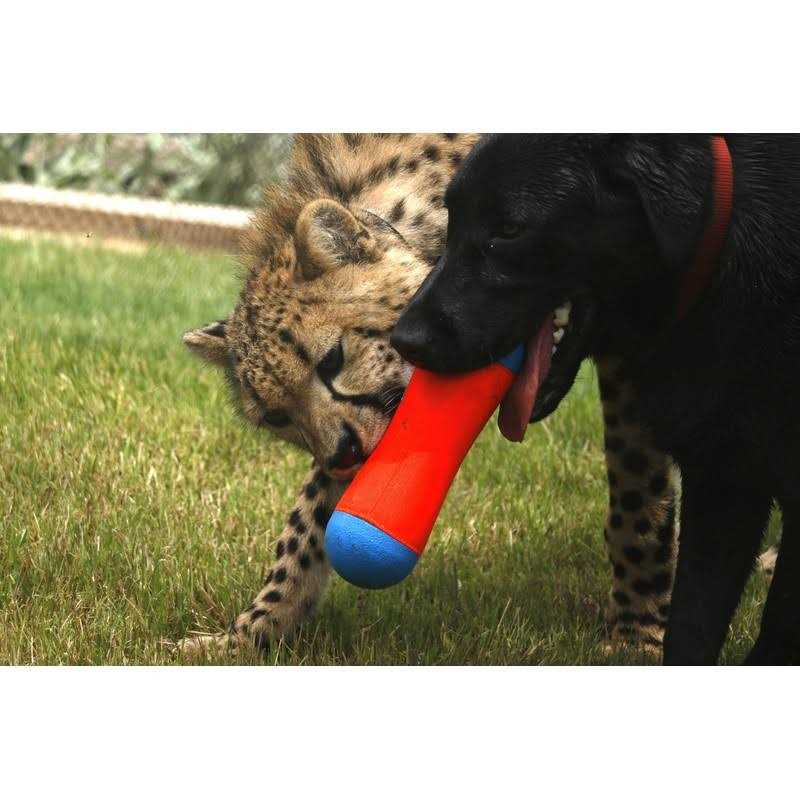 Dog Toy C32627