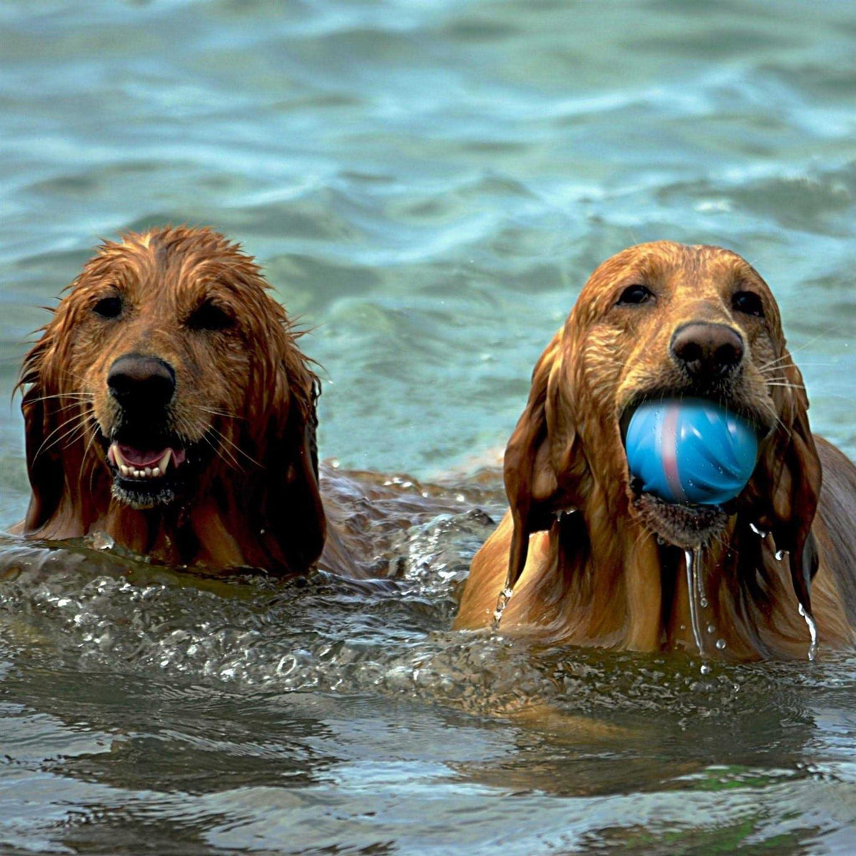Automatic Interactive Dog Ball Toy R53698