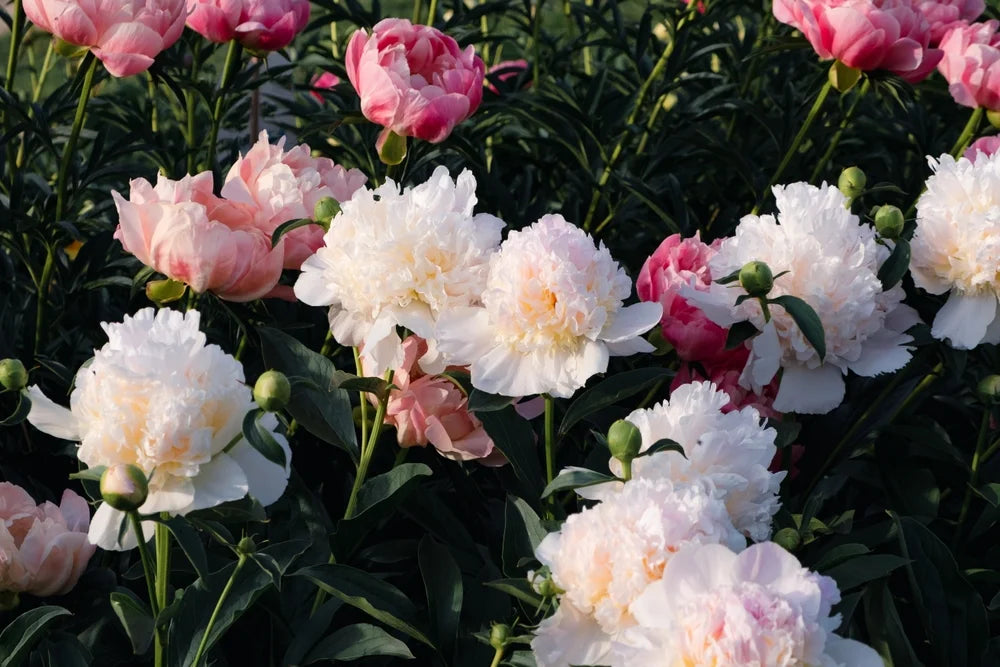 Mixed Color Peony Roots 10 Plants D223