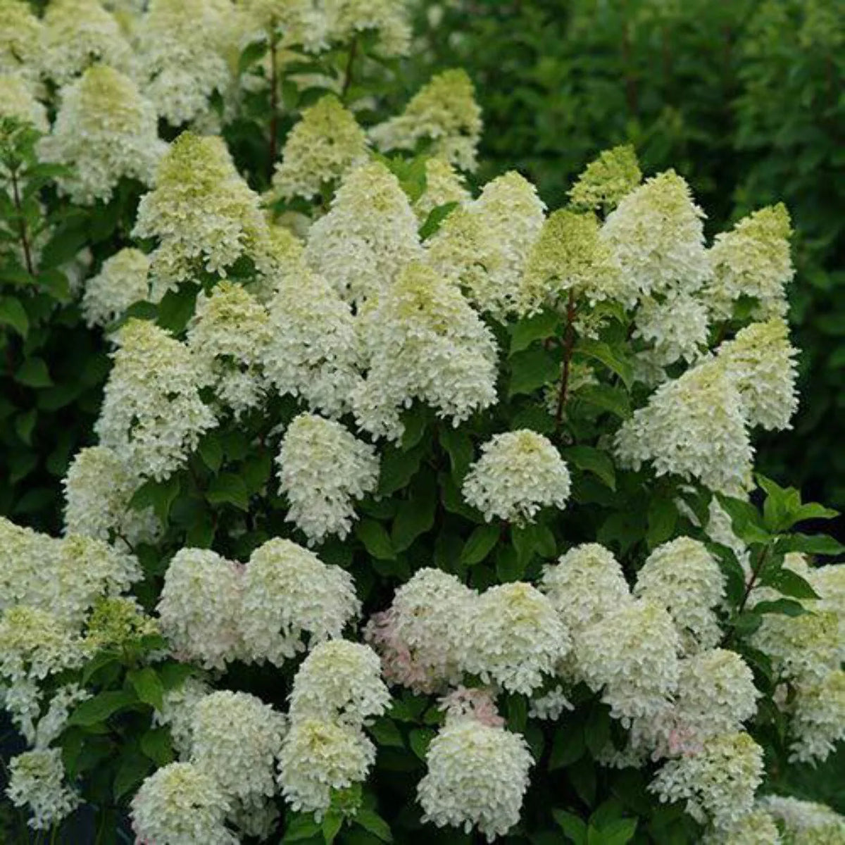 Panicle Hydrangea V494
